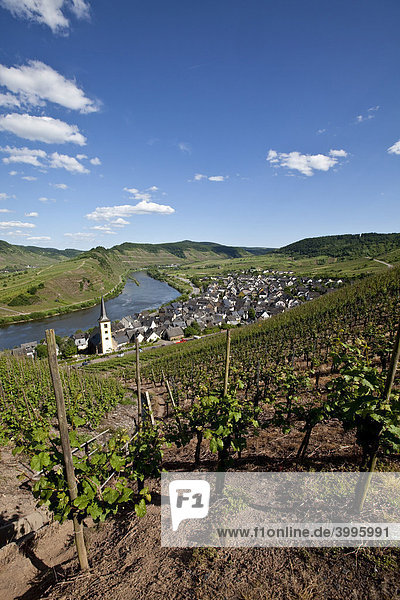 Blick auf die Moselschleife bei der Ortschaft Bremm  Landkreis Cochem-Zell  Moselle  Rheinland-Pfalz  Deutschland  Europa