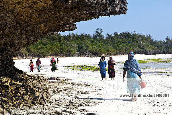 Frauen tragen ihren Fischfang in Eimern am Strand  Sansibar  Tansania  Afrika