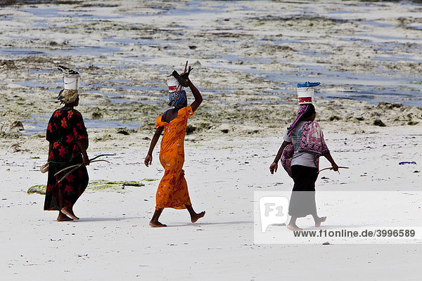 Women carry their caught fish in buckets on their heads  Zanzibar  Tanzania  Africa