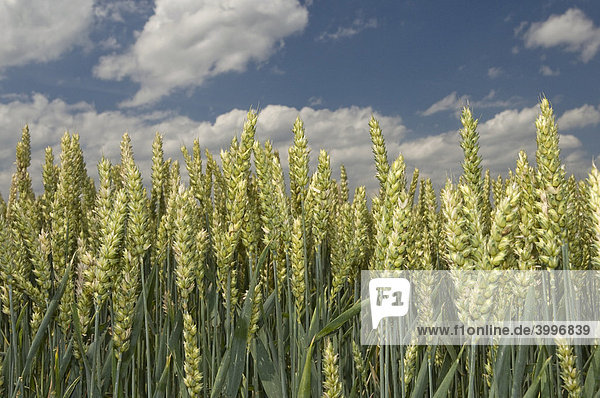 Weizenfeld (Poaceae triticum)