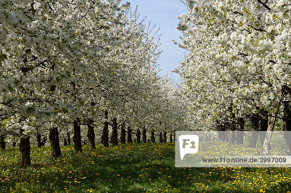 Blühende Kirschbäume einer Kirschplantage  Weißenohe  Mittelfranken  Bayern  Deutschland  Europa