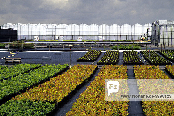 Gewachshaus Glashaus Im Grunen Herz Von Holland Landwirtschaft Boskoop Provinz Sud Holland Zuid Holland Niederlande Benelux Europa