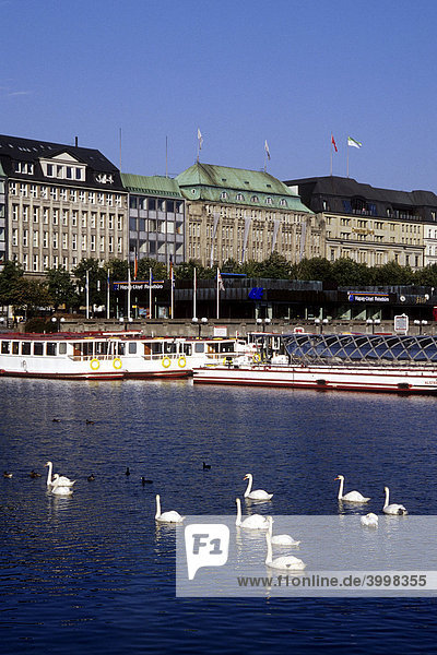 Swans  in the back pier for line boats on the shore of the Jungfernstieg  Alsterhaus and Dresdner Bank buildings  Inner Alster lake  Hanseatic City of Hamburg  Germany  Europe