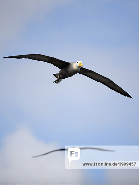 Galapagos Albatrosse (Phoebastria irrorata)  im Flug  Espanola Insel  Galapagos Archipel  Unesco Weltkulturerbe  Ecuador  Südamerika  Pazifik