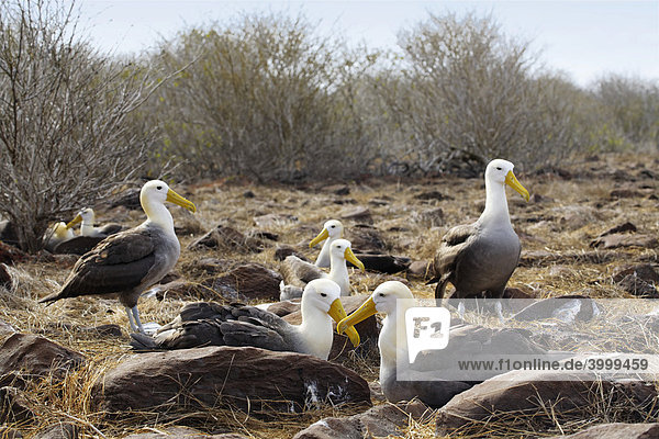 Galapagos Albatrosse (Phoebastria irrorata)  Kolonie  Espanola Insel  Galapagos Archipel  Unesco Weltkulturerbe  Ecuador  Südamerika  Pazifik