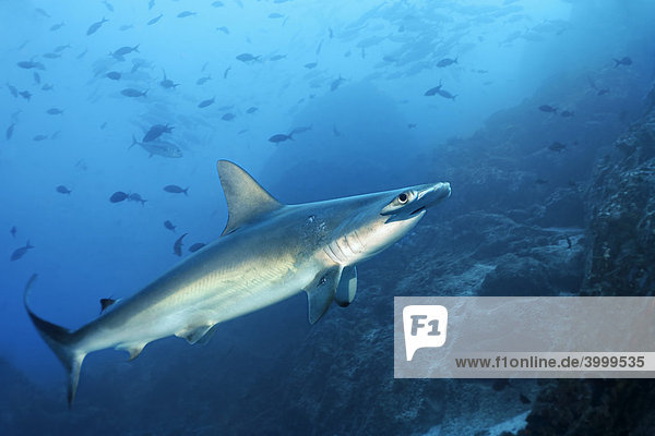 Scalloped Hammerhead Shark (Sphyrna lewini) swimming over a reef with fish  Cocos Island  Costa Rica  Middle America  Pacific Ocean