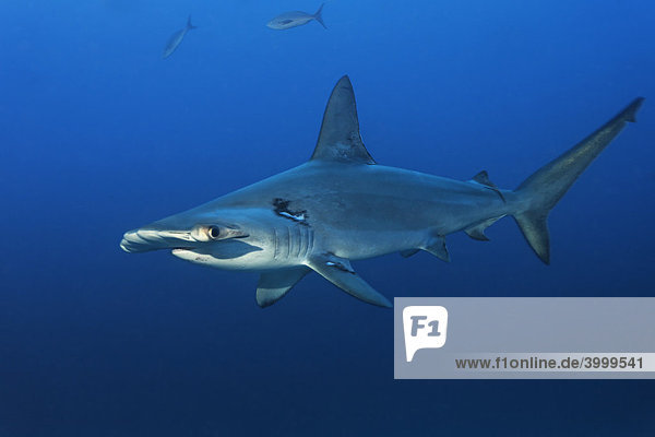 Scalloped Hammerhead Shark (Sphyrna lewini) swimming in blue water  Cocos Island  Costa Rica  Middle America  Pacific Ocean