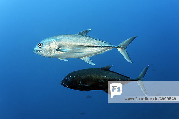 Paar Großaugenmakrelen (Caranx Sexfasciatus)  männlich  weiblich  Paarungszeit  Blauwasser  Insel Cocos  Costa Rica  Mittelamerika  Pazifik