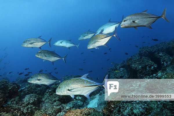 Schule Blauflossen-Makrelen (Caranx melampygus)  über Riff  Insel Cocos  Costa Rica  Mittelamerika  Pazifik