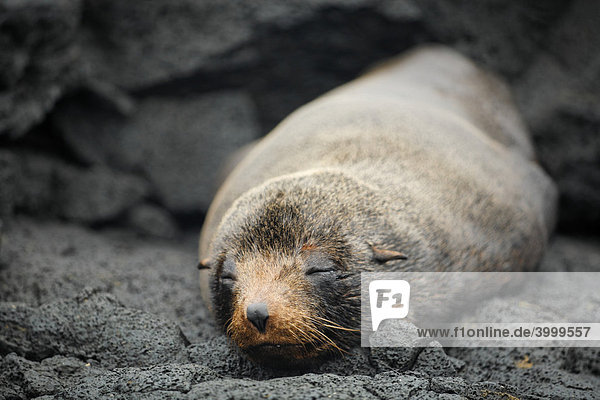 Galapagos Fur Seal (Arctocephalus galapagoensis) on rock  Santiago Island  San Salvador  James Island  Puerto Egas  Galapagos Achipelago  UNESCO World Heritage Site  Ecuador  South America