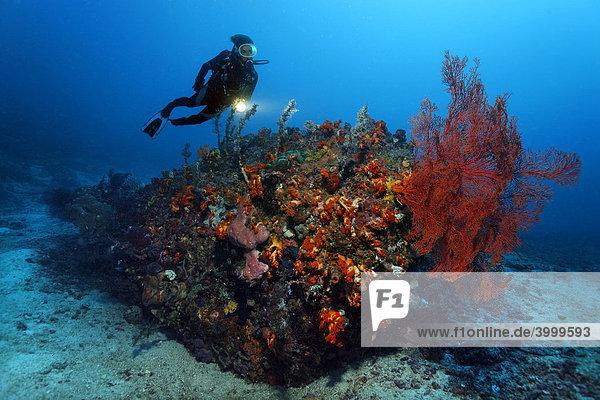 Taucherin betrachtet Gorgonienfächer (Gorgonaria) auf dicht und vielfarbig bewachsenem Korallenriff  Gangga Insel  Bangka Inseln  Nord-Sulawesi  Indonesien  Molukkensee  Pazifischer Ozean  Asien