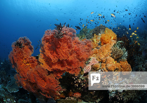 Korallenblock im Korallenriff mit zahlreichen roten Gorgonienfächern (Melithaea ochracea) und Fischen  Gangga Insel  Bangka Inseln  Nord Sulewesi  Indonesien  Molukkensee  Pazifik  Asien