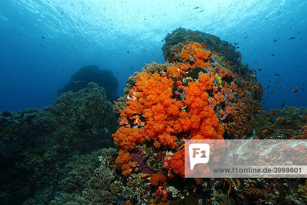 Unterwasserlandschaft mit Korallenblock im Korallenriff mit zahlreichen roten Weichkorallen (Nephteidae) und Fischen  Gangga Insel  Bangka Inseln  Nord Sulewesi  Indonesien  Molukkensee  Pazifik  Asien