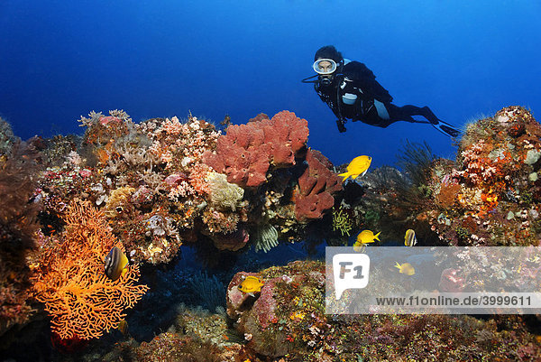 Taucherin betrachtet intaktes Korallenriff mit Fischen  farbenprächtigem Bewuchs aus Korallen  Schwämmen und anderen niederen Tieren  Gangga Insel  Bangka Inseln  Nord-Sulawesi  Indonesien  Molukkensee  Pazifik  Asien