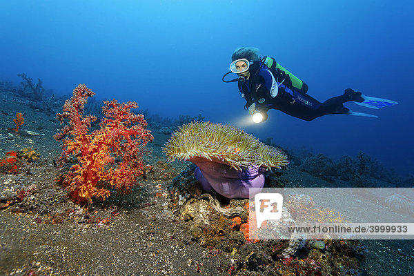 Unterwasserlandschaft mit großer Weichkoralle und Pracht-Seeanemone (Heteractis magnifica) und Taucherin  Kuda  Bali  Indonesien  Pazifik