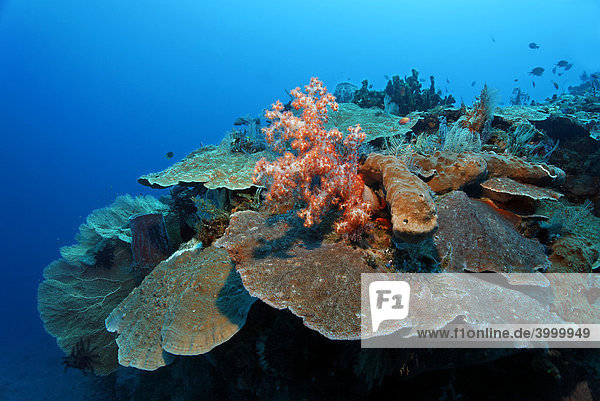 Korallenriff mit Schwamm und verschiedenen Korallenarten  Korallen  Schwamm  Kuda  Bali  Indonesien  Pazifik