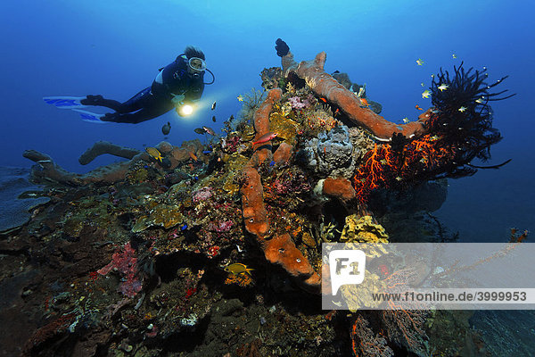 Korallenblock  Taucher  verschiedene Schwämme  Korallen  Fische  Federsterne  Miniriff  Sandgrund  Bali  Kleine Sundainseln  Bali See  Indonesien  Indischer Ozean  Asien