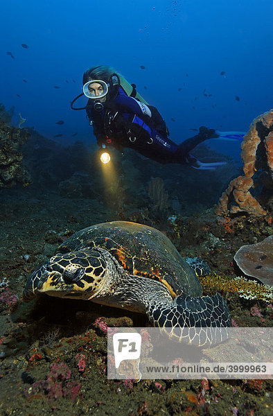 Echte Karettschildkröte (Eretmochelys imbricata)  Taucher  Korallenriff  Bali  Kleine Sundainseln  Bali See  Indonesien  Indischer Ozean  Asien