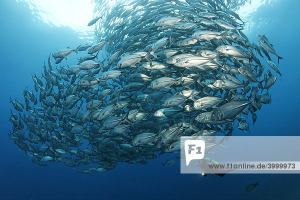 Schwarm Großaugenmakrelen (Caranx sexfasciatus)  Taucher  im Blauwasser  Tulamben  Bali  Indonesien  Indischer Ozean  Asien Fischschwarm Stachelmakrele (Caranx sexfasciatus)