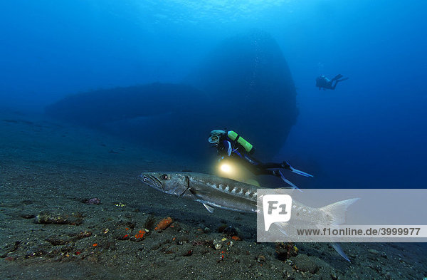 Great Barracuda (Sphyraena barracuda) and scuba diver  in front of wreck of the Liberty  Tulamben  Bali  Indonesia  Indian Ocean  Asia