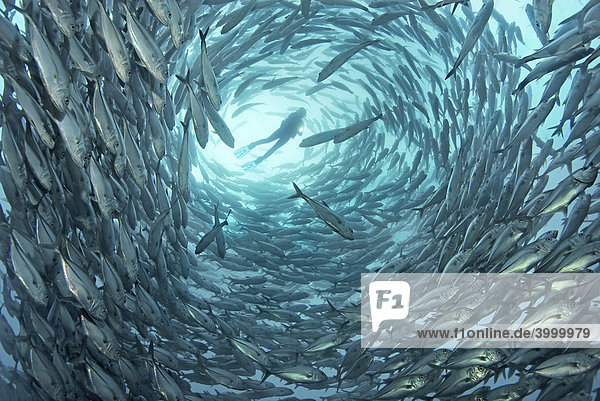 Taucher wird umkreist von Schwarm Großaugenmakrelen  (Caranx sexfasciatus)  Blauwasser  Tulamben  Bali  Indonesien  Indischer Ozean  Asien