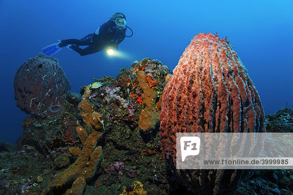 Unterwasserlandschaft  Taucher  Großer Vasenschwamm (Xestospongia testudinaria)  Korallenriff  Bali  Kleine Sundainseln  Bali See  Indonesien  Indischer Ozean  Asien