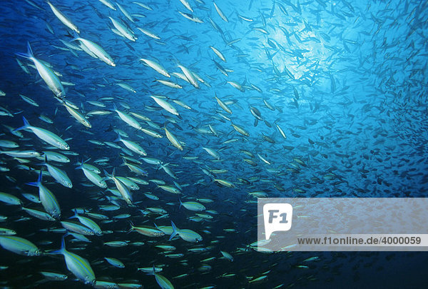 Vielstreifenfüsiliere (Caesio varilineata) fressen im Blauwasser Zooplankton  pelagisch  Similan-Inseln  Andamanensee  Thailand  Asien  Indischer Ozean Fischschwarm