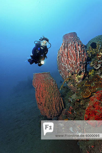 Unterwasserlandschaft  Großer Vasenschwamm (Xestospongia tesdinaria)  Taucher  Korallenriff  Bali  Kleine Sundainseln  Indonesien  Indischer Ozean  Asien