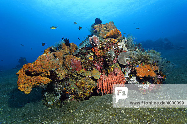 Korallenblock  verschiedene Schwämme  Korallen  Korallenriff  Fische  Federsterne  Miniriff  Bali  Kleine Sundainseln  Indonesien  Indischer Ozean  Asien