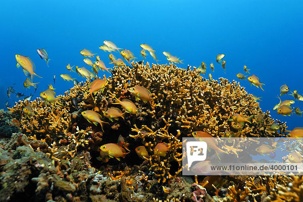 Fahnenbarsche (Pseudanthias dispar)  juvenil  schwimmen aus Schutz von Feuerkoralle (Millepora tenella)  Korallenriff  Bali  Kleine Sundainseln  Indonesien  Indischer Ozean  Asien