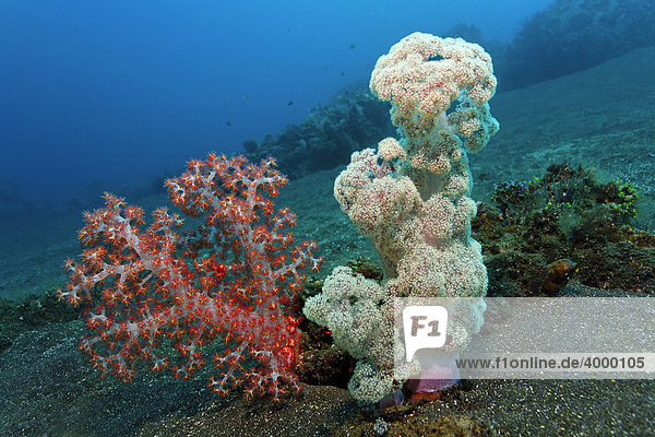 Gruppe mit Weichkorallen (Dendronephthya mucronata) und Klunzingers Weichkoralle (Dendronephthya klunzingeri) auf Sandgrund  Korallenriff  Bali  Kleine Sundainseln  Indonesien  Indischer Ozean  Asien