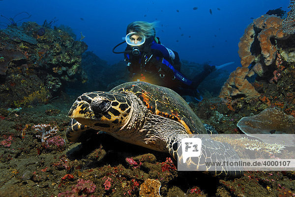 Echte Karettschildkröte (Eretmochelys imbricata)  Taucher  Korallenriff  Bali  Kleine Sundainseln  Indonesien  Indischer Ozean  Asien