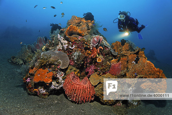 Korallenblock  Taucher  verschiedene Schwämme  Korallen  Fische  Federsterne  Miniriff  Korallenriff  Bali  Kleine Sundainseln  Indonesien  Indischer Ozean  Asien