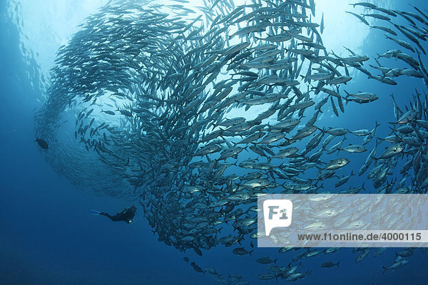 Schwarm Großaugenmakrelen (Caranx sexfasciatus)  Taucher  im Blauwasser  Tulamben  Bali  Indonesien  Indischer Ozean