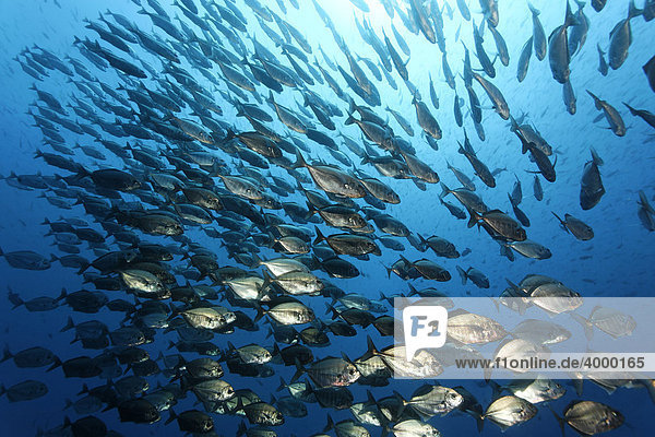 Fischschwarm Schwarzflossen Makrelen (Uraspis secunda) schwimmt im offenen Meer  pelagisch  Blauwasser  Darwin Island  Galapagos Archipel  Unesco Weltnaturerbe  Ecuador  Südamerika  Pazifik