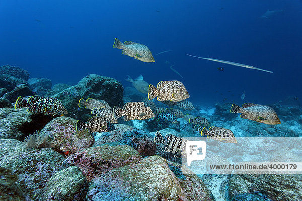 Schwarm Lederhautbarsche (Dermatolepis dermatolepis) schwimmt über das Riff Darwin Island Galapagos Archipel Unesco Weltnaturerbe Ecuador Südamerika Pazifik