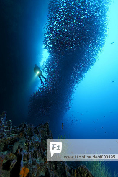 Diver with a large shoal of Black Striped Salema (Xenocys jessiae)  Cousin Rock  UNESCO World Heritage Site  Galapagos archipelago  Ecuador  Pacific Ocean