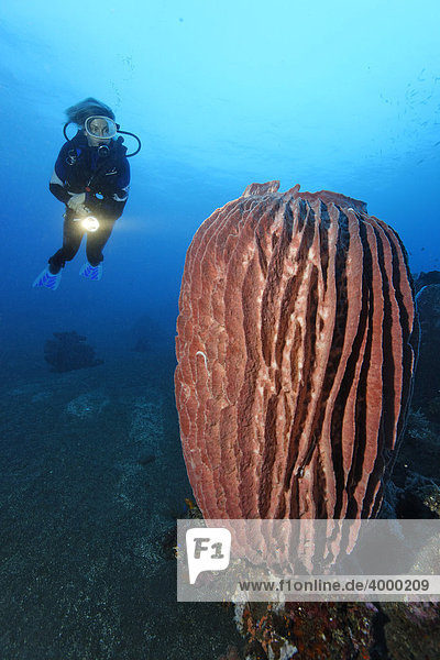 Unterwasserlandschaft  Großer Vasenschwamm (Xestospongia tesdinaria)  Taucher  Bali  Kleine Sundainseln  Indonesien  Indischer Ozean  Asien