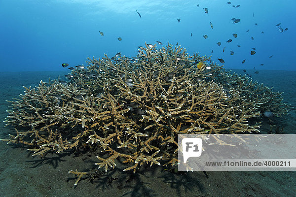Große Agropora Koralle (Acroporasp.)  verästelt  Fische  Bali  Kleine Sundainseln  Indonesien  Indischer Ozean  Asien