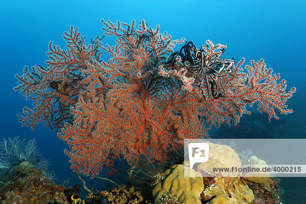 Weichkoralle (Siphonogorgia sp.) mit Federsternen  Gorgonie  Hornkoralle  Korallenriff  Bali  Kleine Sundainseln  Indonesien  Indischer Ozean  Asien