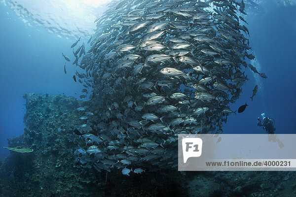 Schwarm Großaugenmakrelen (Caranx sexfasciatus)  schwimmt über Liberty Wrack  Taucher  Indischer Ozean  Tulamben  Bali  Indonesien  Südostasien