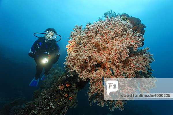Weichkoralle (Siponogorgia godeffroyi)  am Liberty Wrack  Taucher  Koralle  Indischer Ozean  Tulamben  Bali  Indonesien  Südostasien