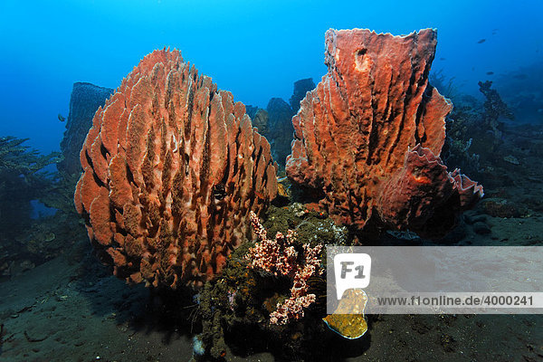 Unterwasserlandschaft  Großer Vasenschwamm (Xestospongia testudinaria)  Korallenriff  Bali  Kleine Sundainseln  Indonesien  Indischer Ozean  Asien