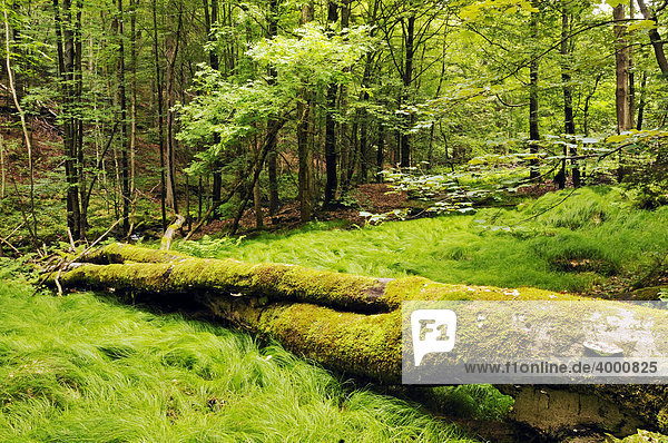 Urwald im Vessertal  Biosphärenreservat Vessertal-Thüringer Wald  Thüringen  Deutschland  Europa