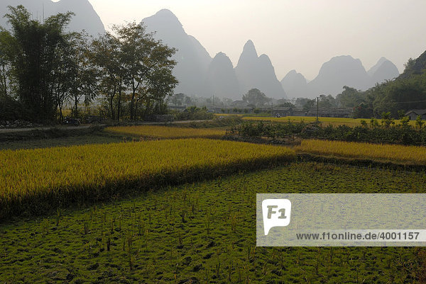 Reisfelder kurz vor der Ernte am Yulong Fluss vor Bäumen und Karstfelsen  Yangshuo  Guilin  Guanxi  China  Asien