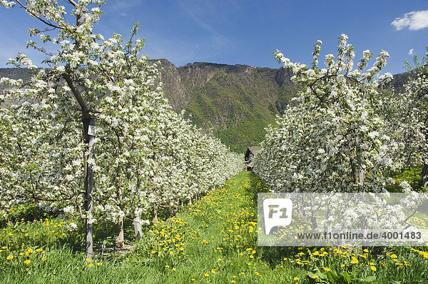 Apfelblüte  Apfelplantage  Lana  Meraner Land  Trentino  Südtirol  Italien  Europa