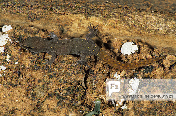 Saurodactylus brosseti Eidechse  Marokko