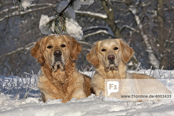Zwei Golden Retriever im Schnee liegend