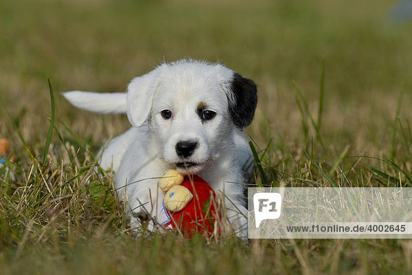 Kleiner Parson Jack Russell Terrier mit Spielzeug