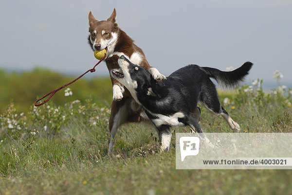 Zwei Lapinporokoiras  Lappländische Rentierhunde  miteinander spielend